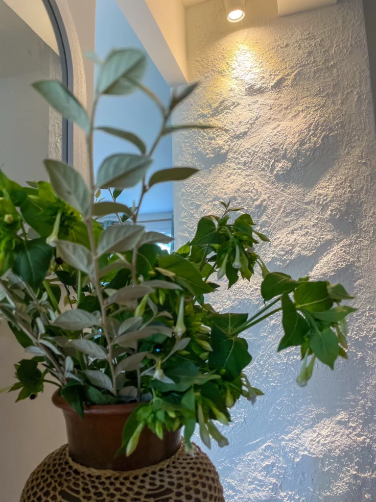 Mur texturé beige avec plante verte décorative