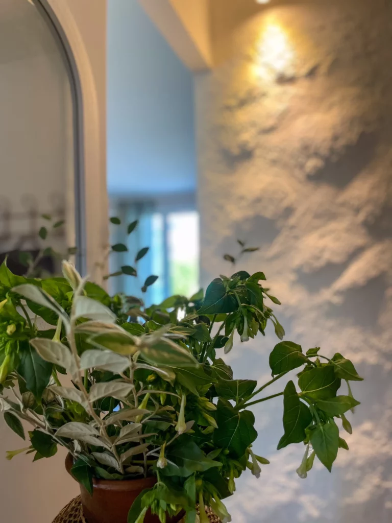 Plante verte illustrant l’engagement écologique et l’authenticité de Dékod’âme dans ses projets de décoration intérieure